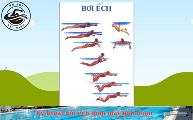 Kỹ thuật bơi ếch gồm mấy giai đoạn