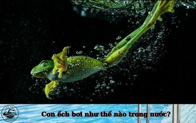 Con ếch bơi như thế nào trong nước